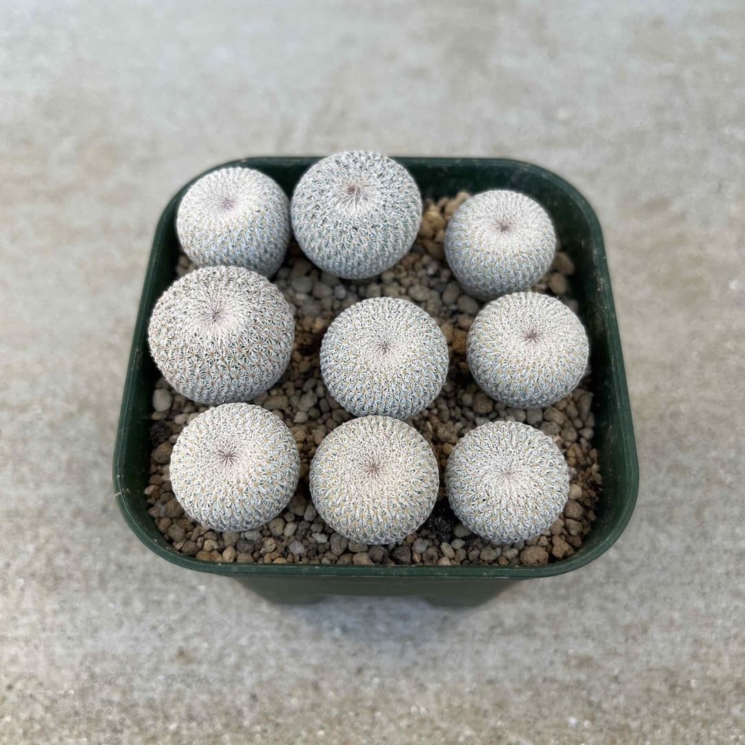 Amazon.co.jp: サボテン 月世界9 苗 エピテランサ : DIY・工具・ガーデン